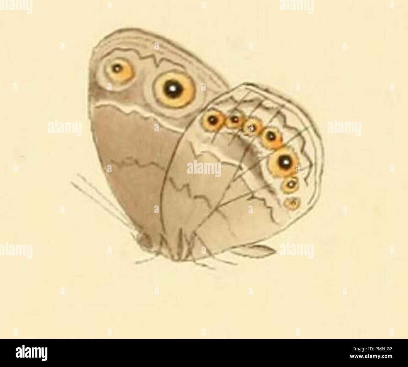 Taenias Fotos und Bildmaterial in hoher Auflösung Alamy