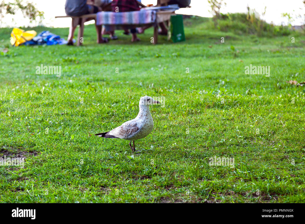 Unpopuläre Besucher bei Picknick und Camping: einen hungrigen jungen Möwe. Stockfoto