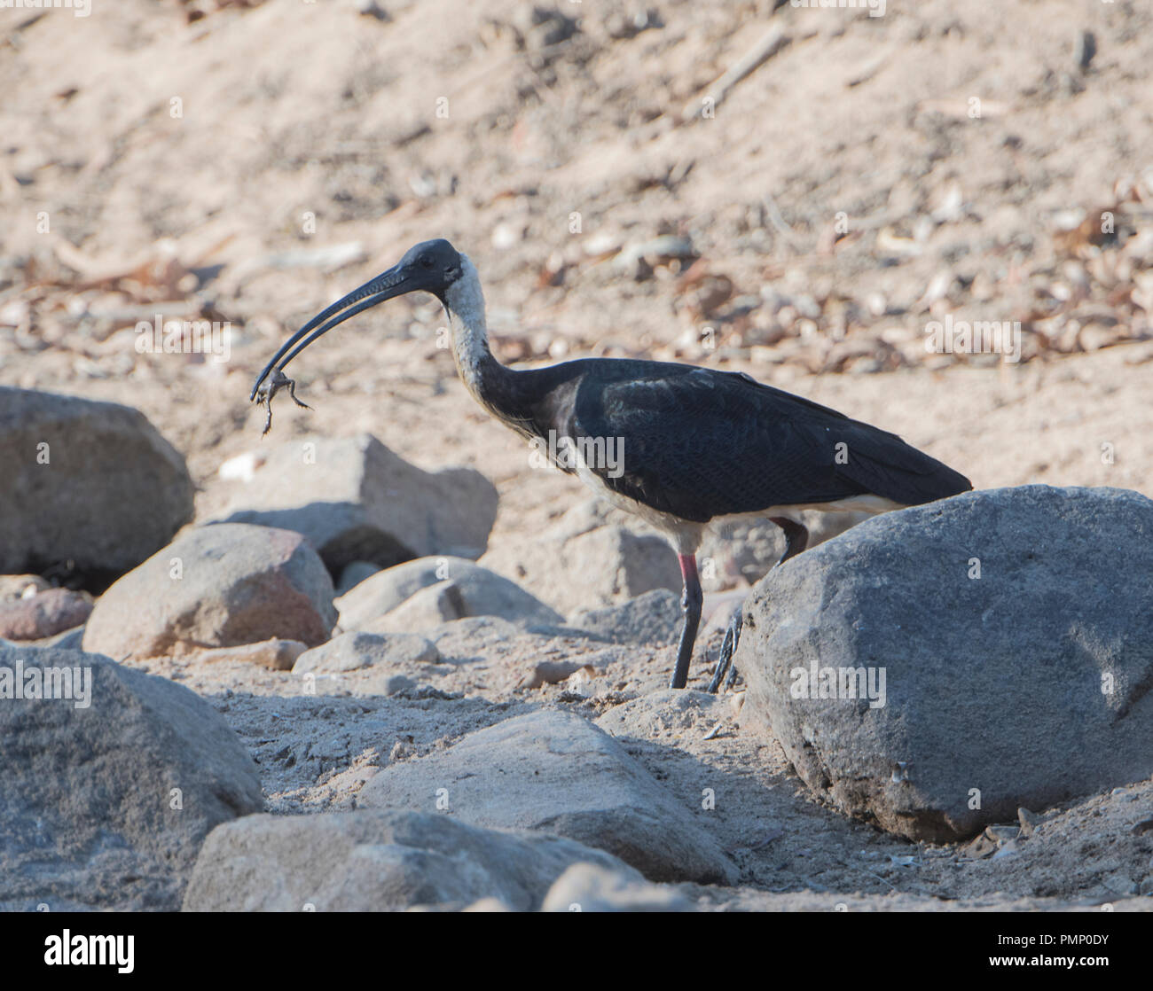 Stroh-necked Ibis (Threskiornis spinicollis) mit Frosch, Emu Creek, in der Nähe der Petford, North Queensland, Queensland, Australien Stockfoto