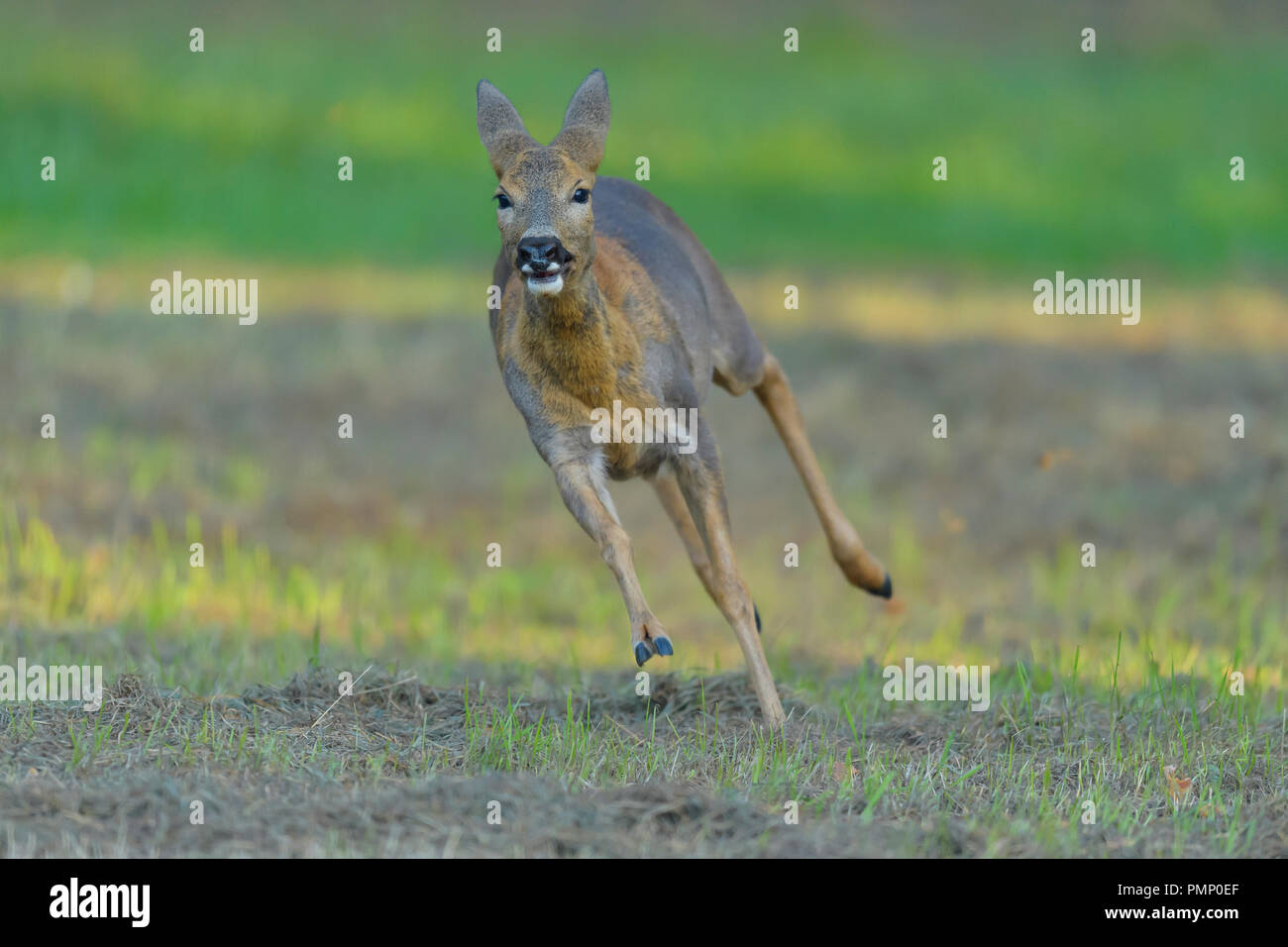 Rehe, Capreolus Capreolus, Weiblich springen, Spätsommer, Deutschland, Europa Stockfoto