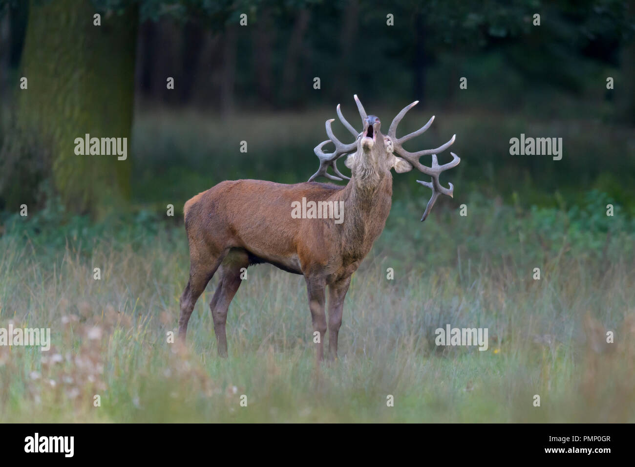 Hirsch, Cervus Elaphus, Spurrinnen Saison, Roaring, Deutschland, Europa Stockfoto