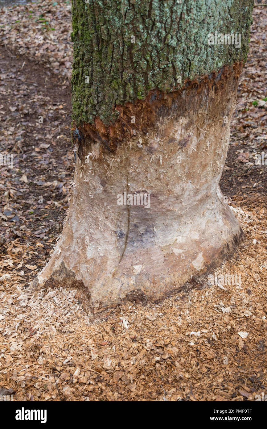 Baumstamm zeigen Zahnabdrücke von nagen durch europäische Biber, Castor Fiber, Spessart, Bayern, Deutschland, Europa Stockfoto