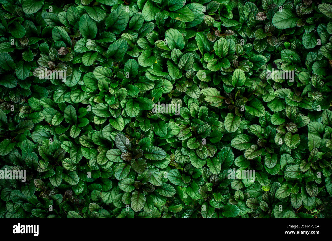 Blatt Muster von Garten, grüne Farbe Blatt Textur, Natur Hintergrund Zusammenfassung Stockfoto