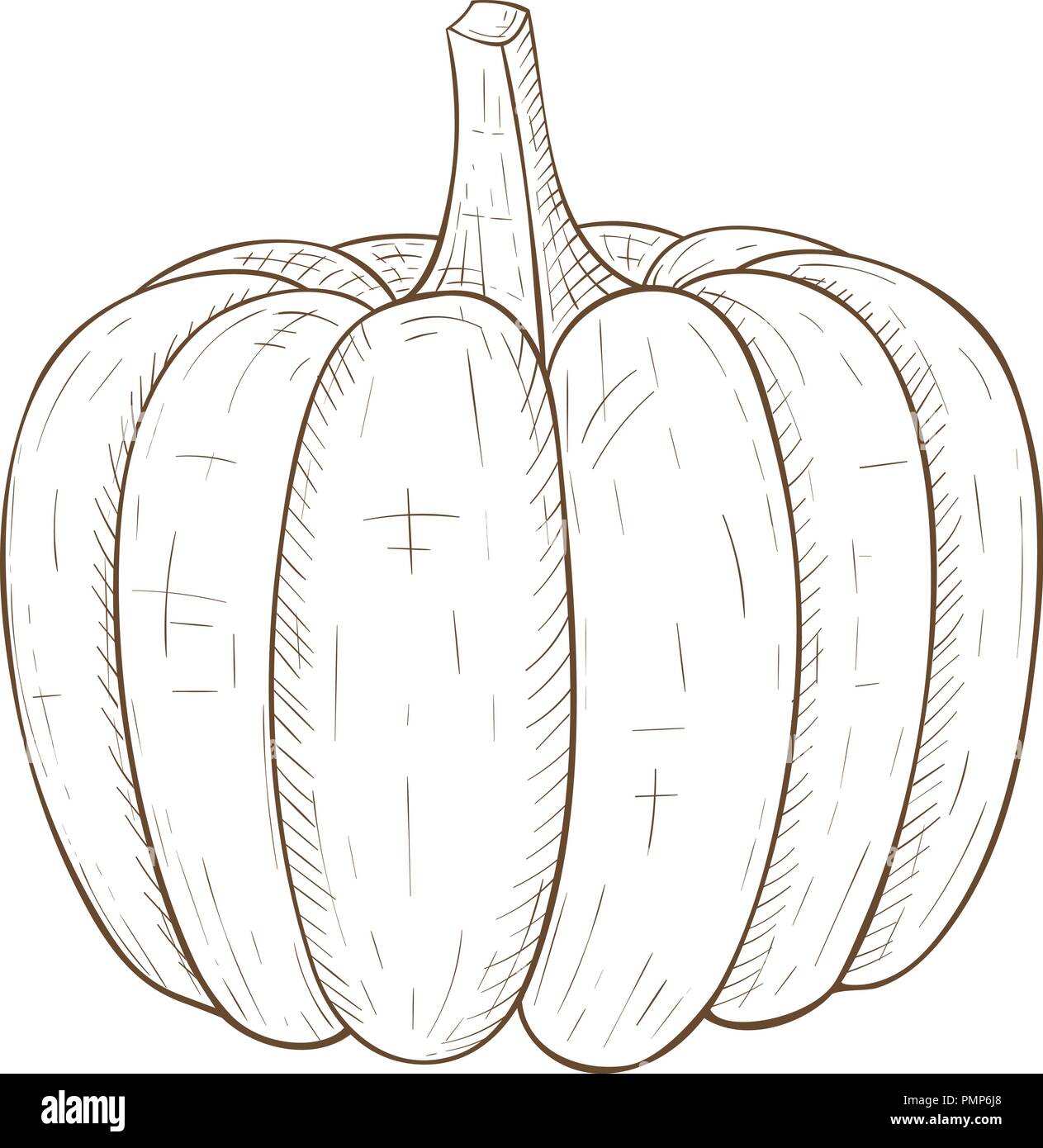 k-rbis-hand-skizze-gezeichnet-stock-vektorgrafik-alamy