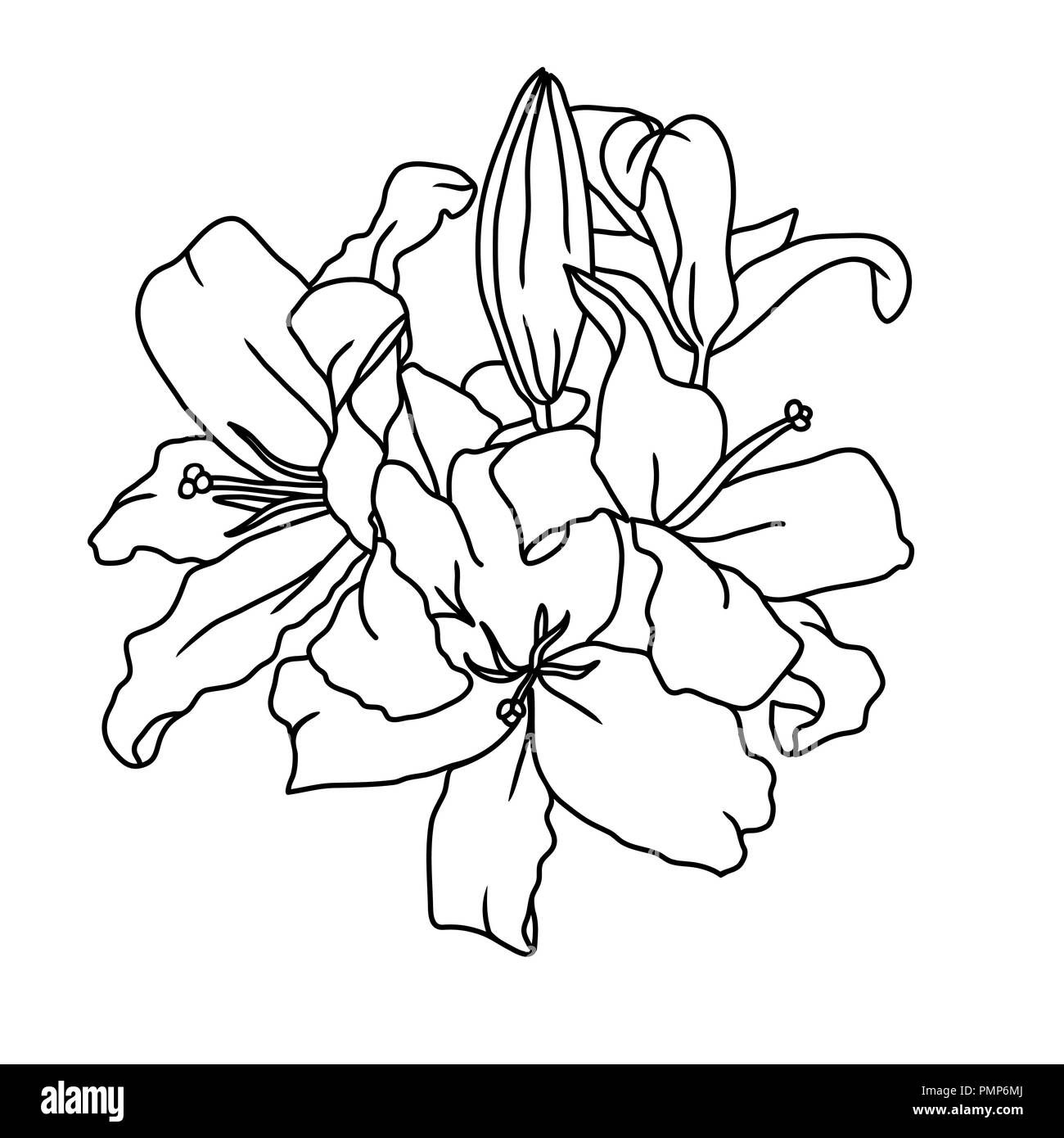 Lily Blumen digital Skizze. Vector flower Abbildung. Stock Vektor