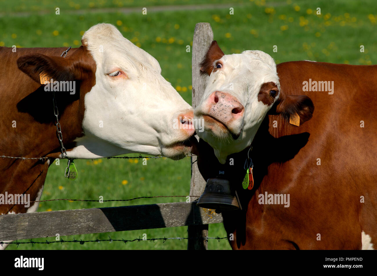 Abondance Rinder (Bos taurus) Schweiz // Stockfoto