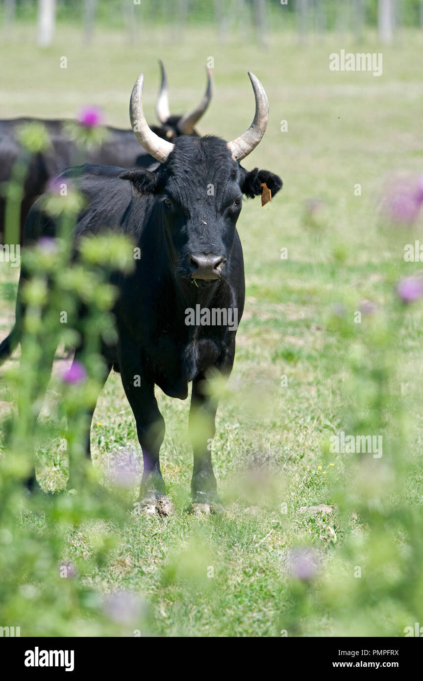 Camargue Rinder, Rind (Bos taurus), Frankreich // Vache Camargue, Taureau Stockfoto