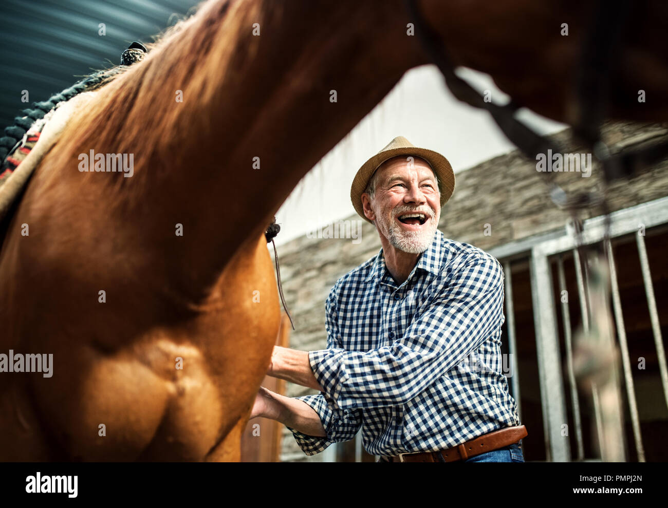 Ein älterer Mann, ein Sattel auf einem Pferd in einem Stall. Stockfoto