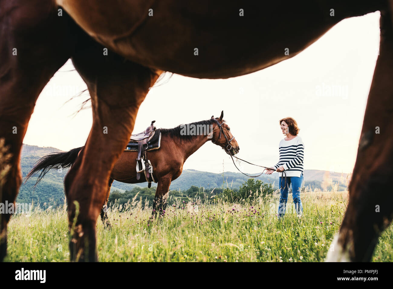 Eine ältere Frau mit einem Pferd durch seine Leitung auf einer Weide. Stockfoto