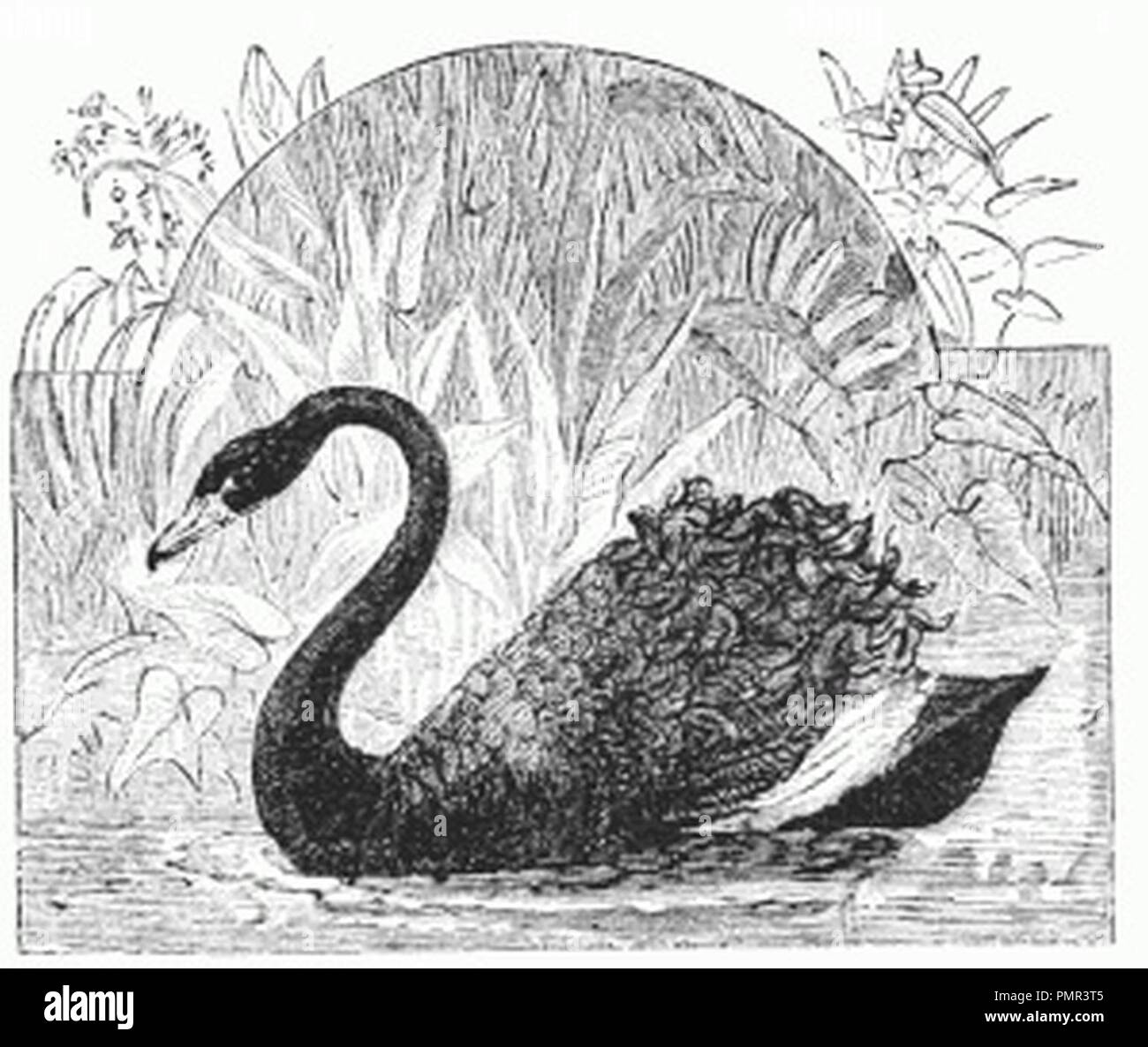 Schwan Zeichnung Stockfotos und -bilder Kaufen - Alamy