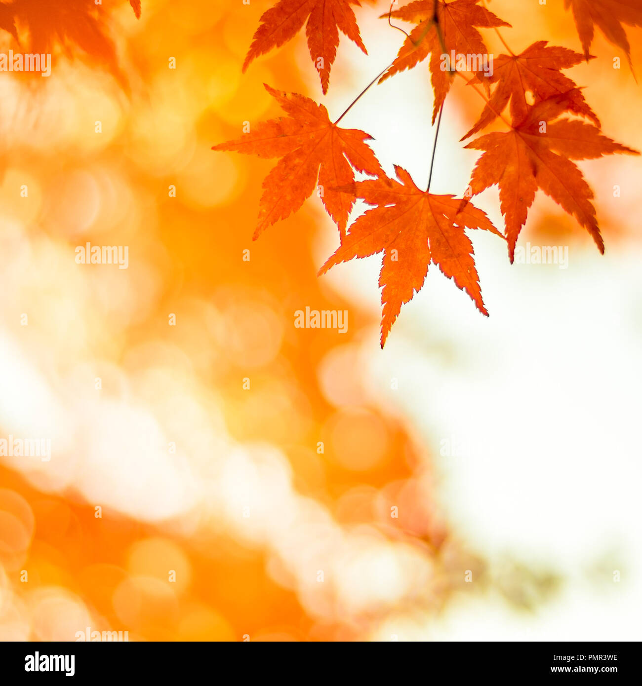 Herbstliche Hintergrund, leicht defokussiert rote Ahornblätter Stockfoto