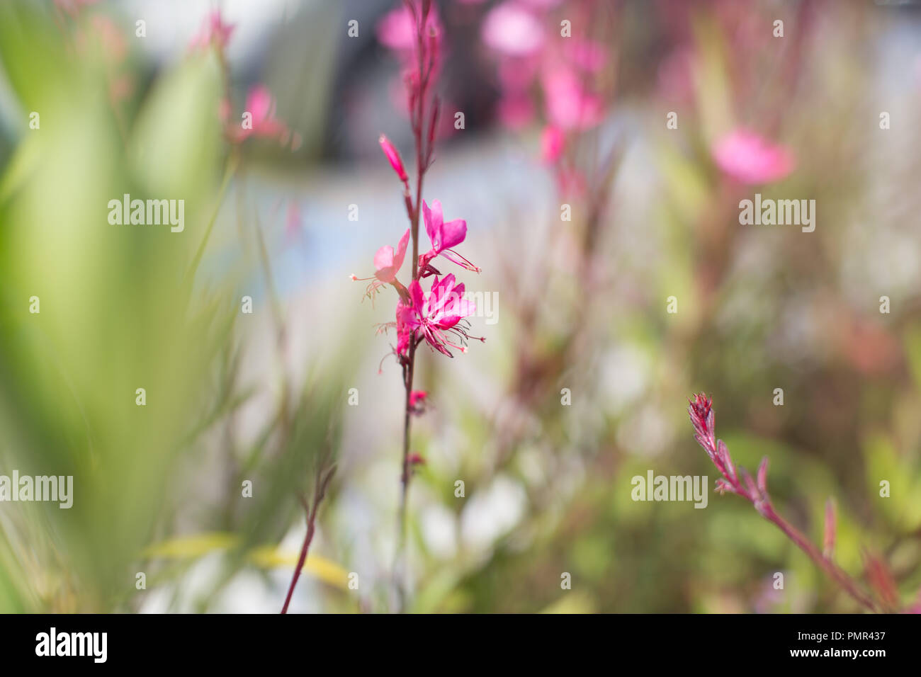 Pretty Pink Blumen/Unkraut in einer Stadt/Ort an einem sonnigen Tag. Geringe Tiefenschärfe. Stockfoto