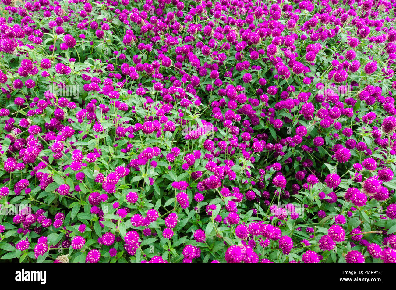 Globe Amaranth (Gomphrena globosa) blüht Stockfoto