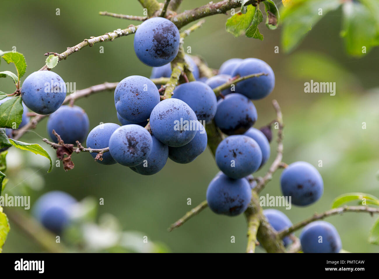 Schlehen Schwarzen Dorn Fotos Und Bildmaterial In Hoher Aufl sung Alamy schlehen-schwarzen-dorn-fotos-und-bildmaterial-in-hoher-aufl-sung-alamy