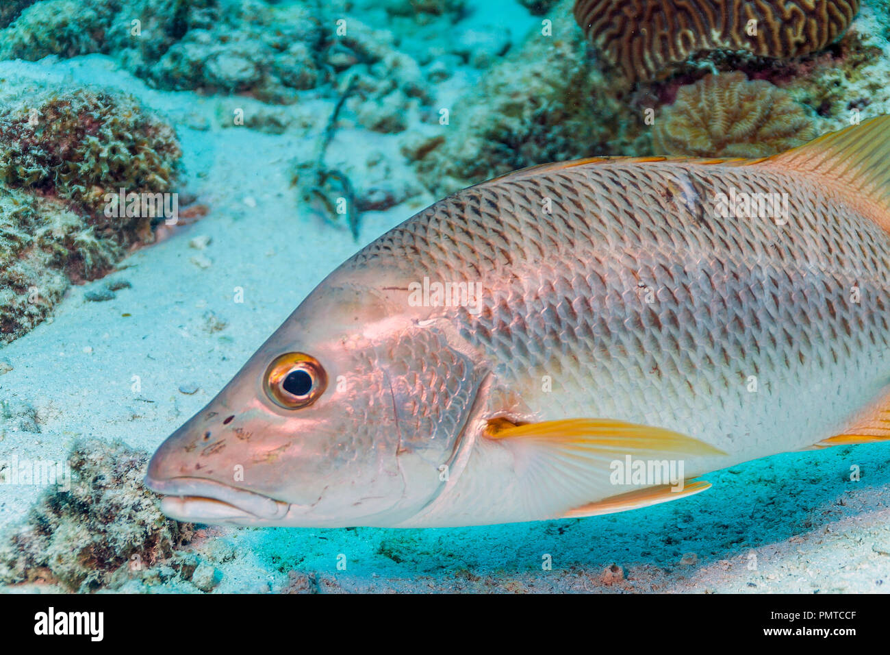 Coral Reef in Carbiiean Meer, schoolmaster Snapper, Lutjanus apodus, ist ein buntes, subtropischen Fischen gefunden über Coral Reef Stockfoto