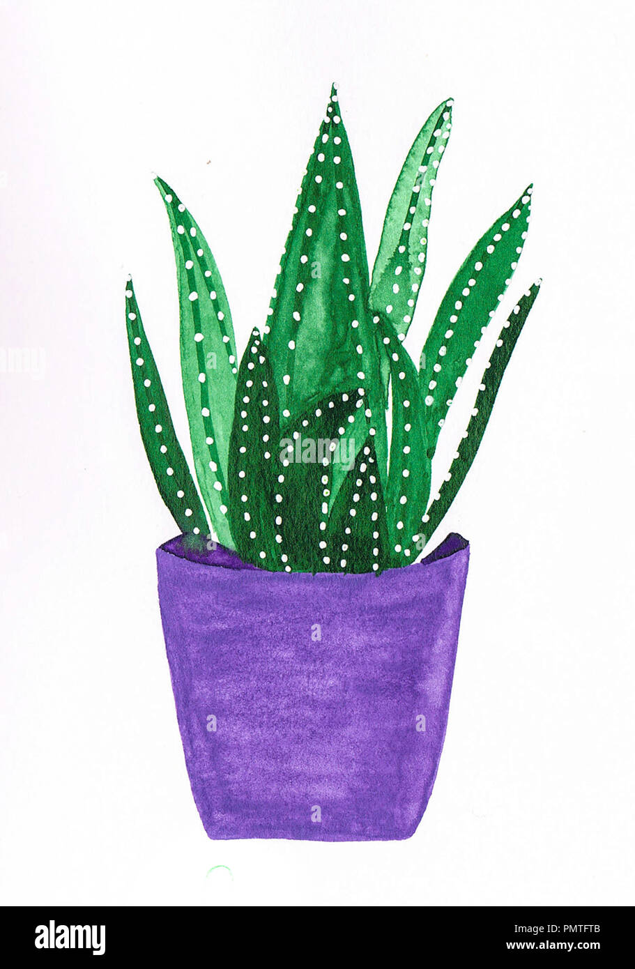 Aloe vera zeichnung -Fotos und -Bildmaterial in hoher Auflsung  Alamy