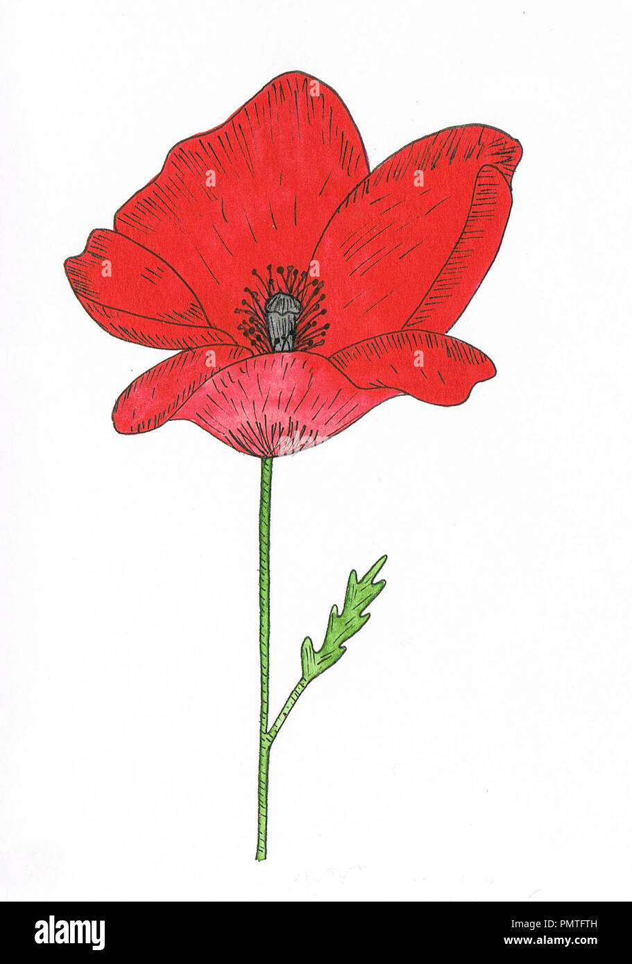 Ziemlich aquarell Mohn handgefertigt mit Farben und Pinsel Stockfoto
