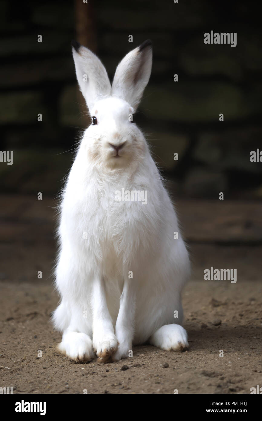 Ein weisser Hase blickt in die Kamera Stockfotografie - Alamy