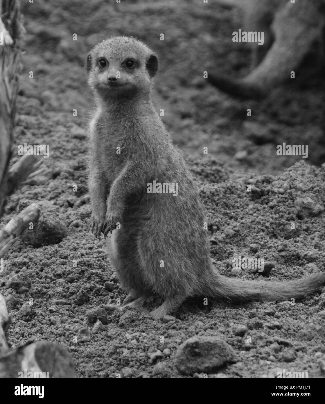 Chester, UK Zoo Tiere in ihren Lebensräumen, Chester Zoo credit Ian Fairbrother/Alamy Stockfotos Stockfoto