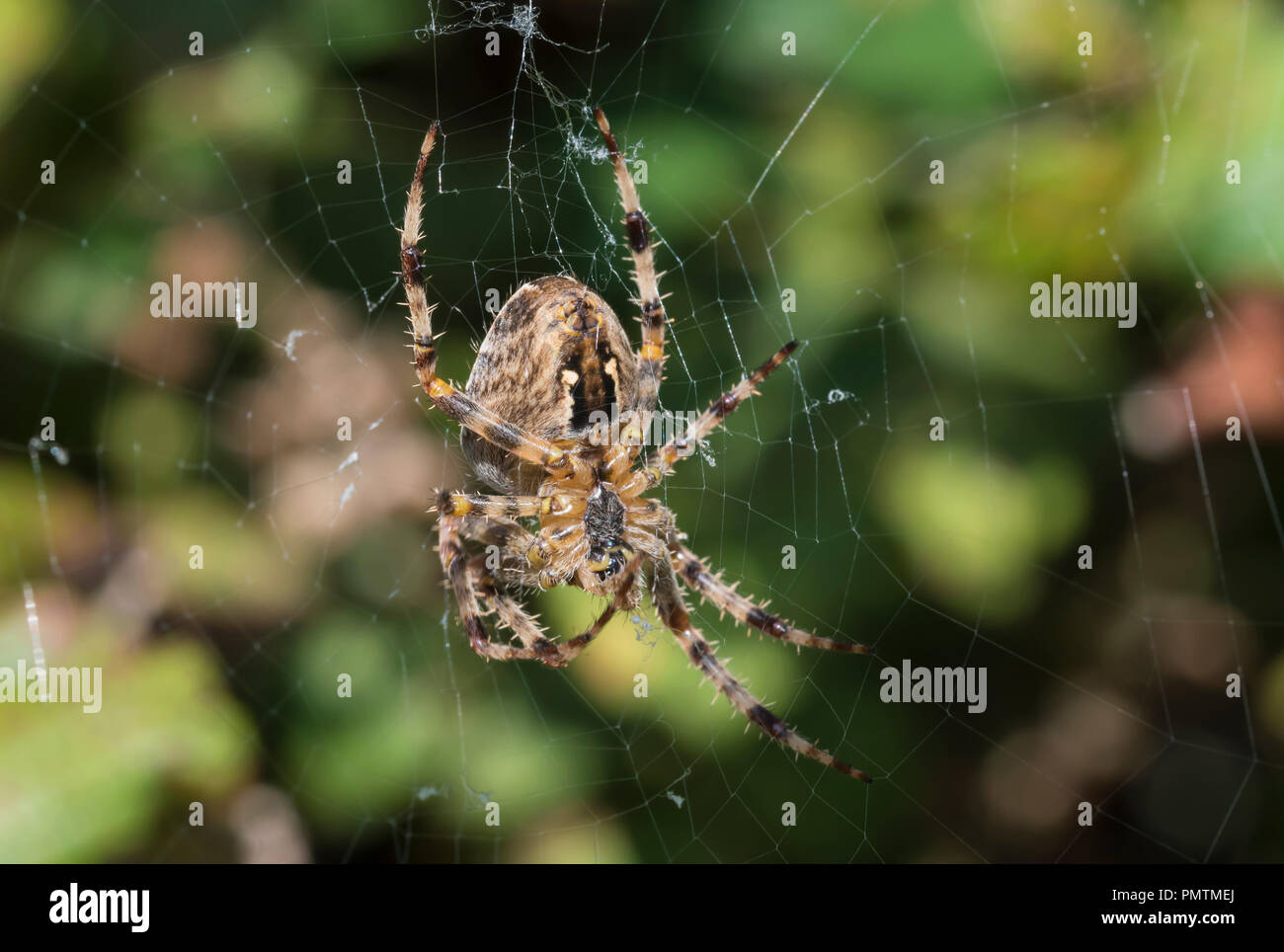 OrbWeaver Spinne (Araneus diadematus, European Garden Spider, Diadem Spider, Spider) auf einem Webserver im Herbst in Großbritannien. Spider closeup. Spider Makro. Stockfoto