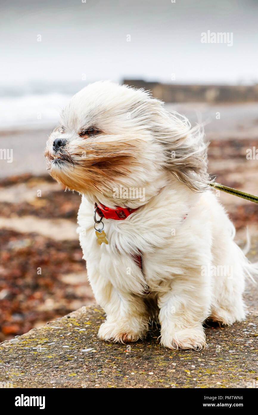 Prestwick, Großbritannien. 19. September 2018. Die schweren Stürme, Wind und Regen nicht zu Trouble Bailey, ein 4 Jahre altes Laso Apso aus Prestwick scheinen, wie er seinen Morgen nimmt, entlang der Promenade zu schlendern. Der Sturm, der Sturm Ali ist zerschlagen Nordirland die Westküste von Schottland, Hochwasser, Starkregen und weit verbreitete strukturelle Schäden. Credit: Findlay/Alamy leben Nachrichten Stockfoto