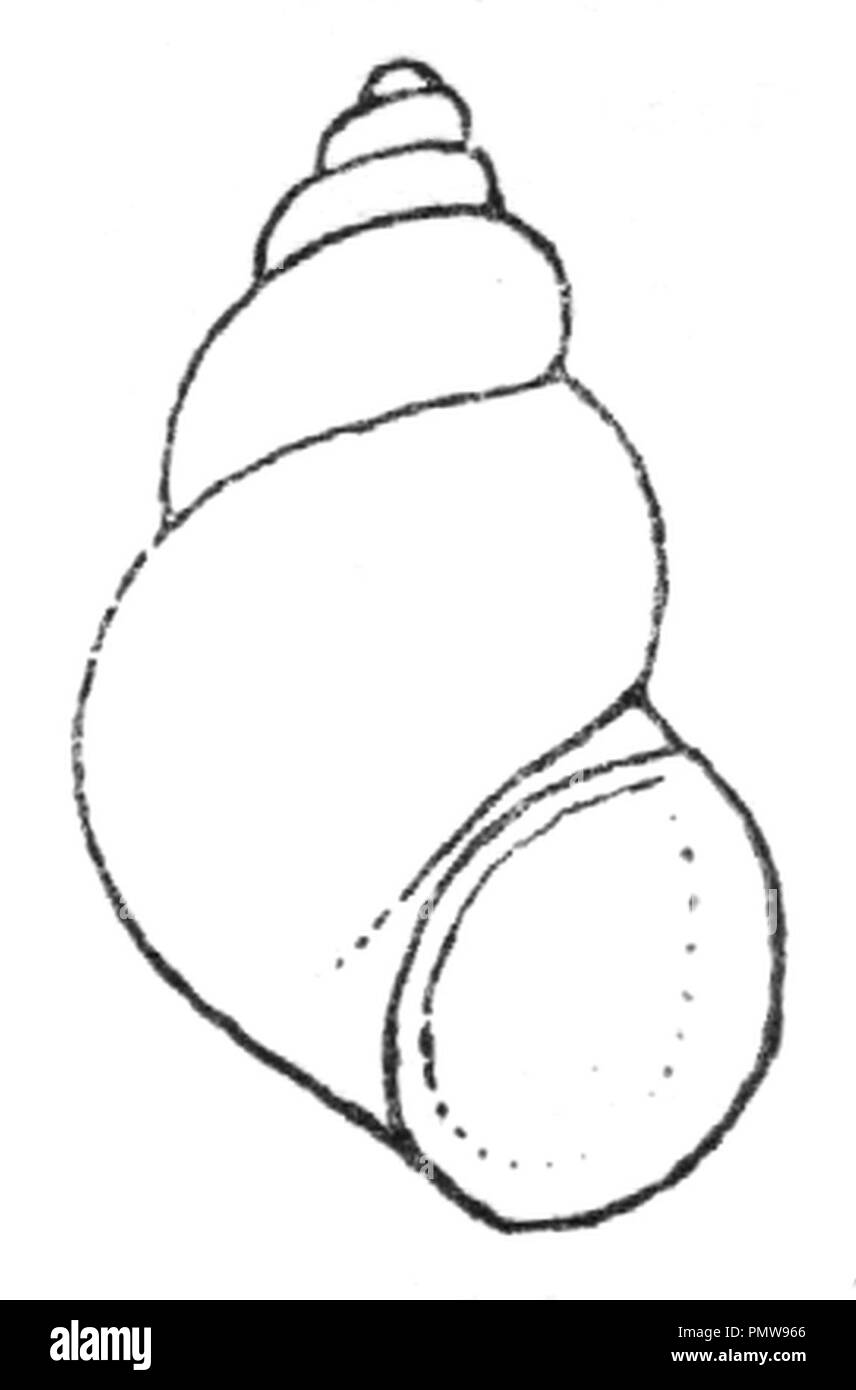 Bithynien tentaculata Zeichnung. Stockfoto