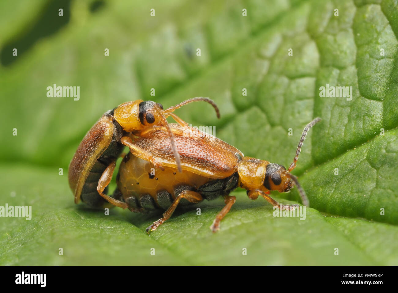 Paarung Blatt Käfer (Galerucella sp.) auf dem Dock. Tipperary, Irland Stockfoto