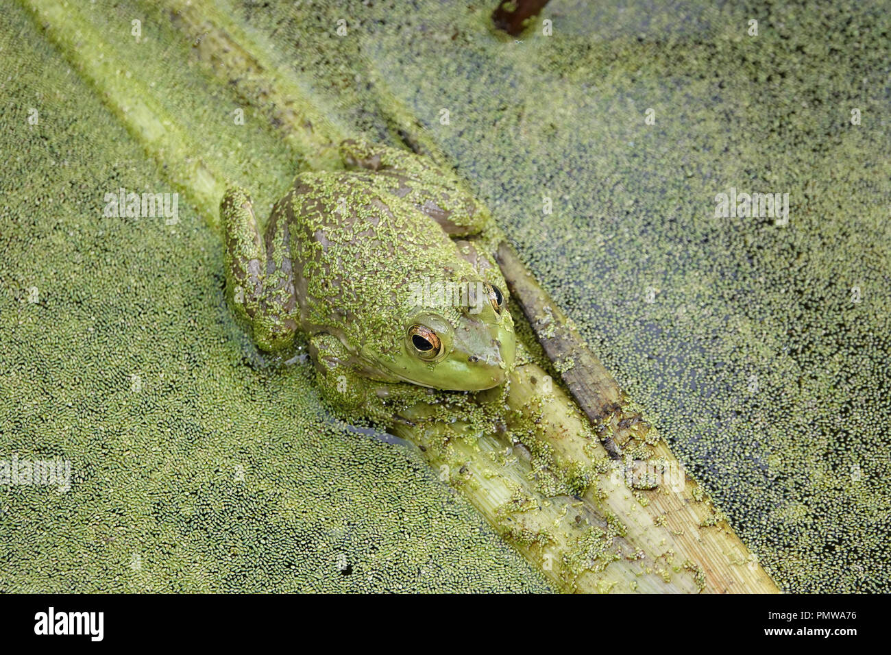 Wasserlinsen bedeckt Amerikanische Ochsenfrosch (Rana catesbeiana) in einem Teich Stockfoto