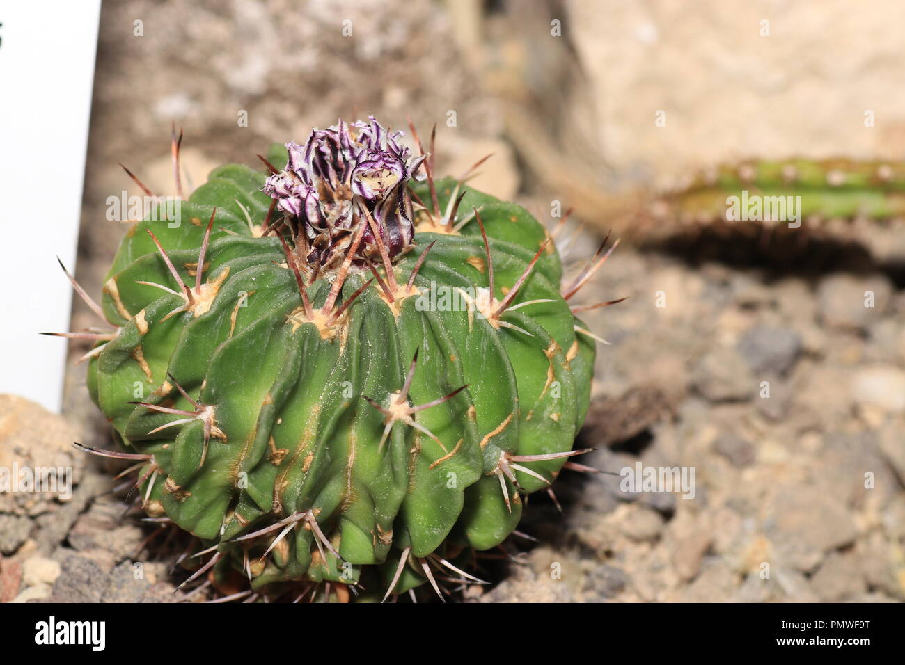 Einige Kakteen Blüte nur ein paar Stunden, ein paar Tage und einige nur blühen in der Nacht. Stockfoto