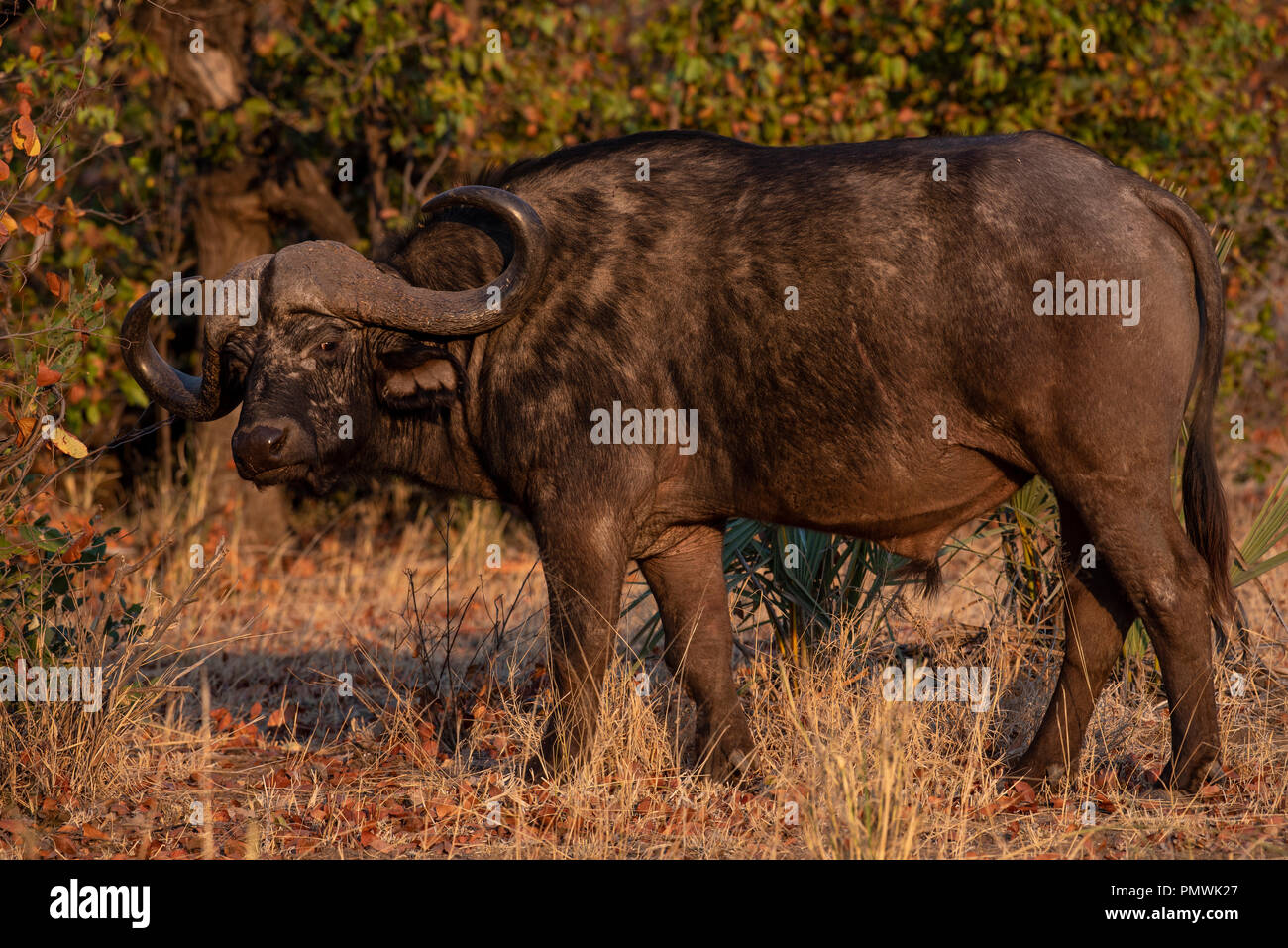 Buffalo Bull in einem mopani Woodland mit einer schmutzigen Blick Stockfoto