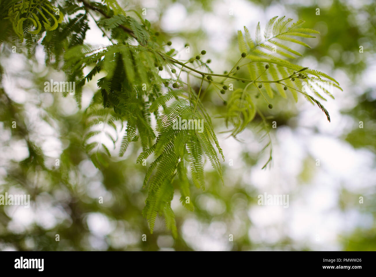 Nahaufnahme der gefiederten Blätter einer Mimose (Acacia) Baum im Frühjahr an einem bewölkten Tag Stockfoto