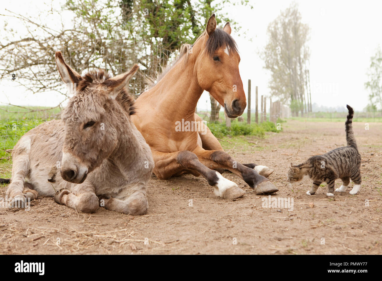 Katze, Esel und Pferd auf ländlichen dirt road Stockfoto