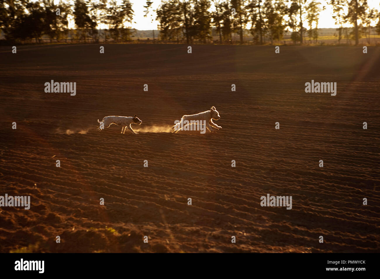 Verspielte Hunde in ländlichen Erntegut ausführen Stockfoto