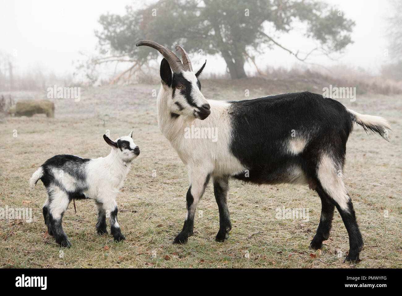 Mutter und Kind Ziege auf Bauernhof Stockfoto