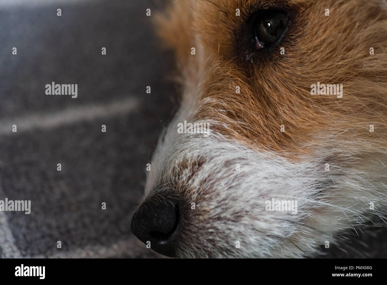 Tagesansicht traurig jack russel Hund Festlegung auf dem Teppich indoor. Stockfoto