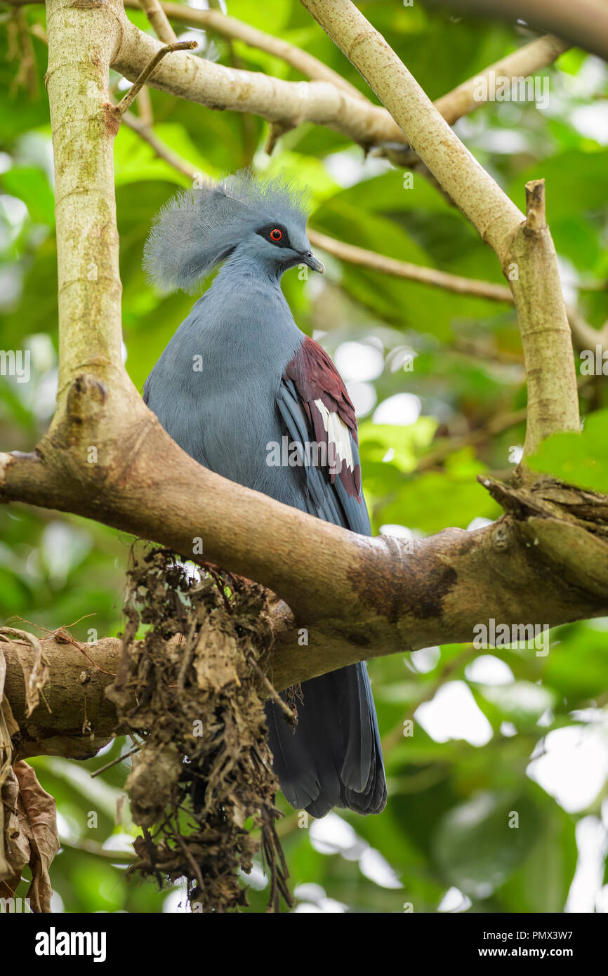 Victoria gekrönt - Taube - goura Victoria, schöne gekrönt Pidgeon aus Papua-neuguinea Wälder und Forsten. Stockfoto