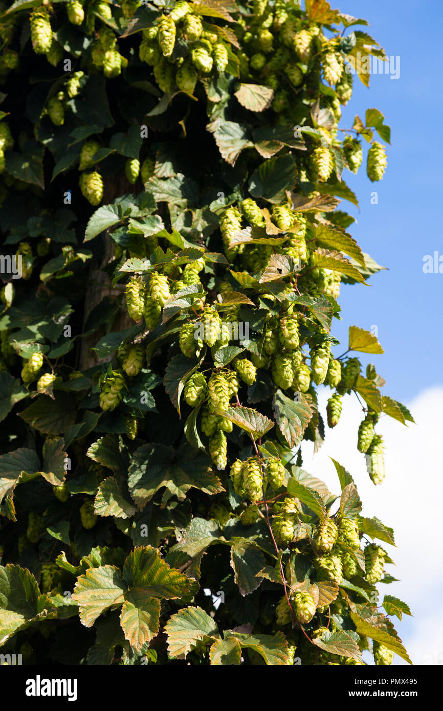 Hopfen (Humulus lupulus), Kent, Großbritannien, Herbst. Getrockneten Hopfen Blumen bieten Bittering, Aroma und Stabilität in Bier, auch in der Kräutermedizin verwendet. Stockfoto