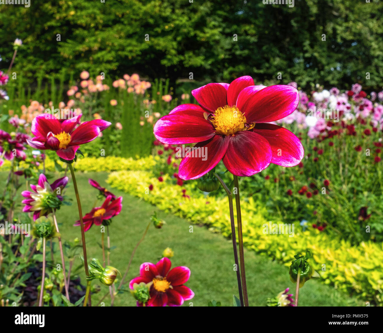 Berlin, Neukölln, Britzer Garten jährliche Dahlie Blume zeigen