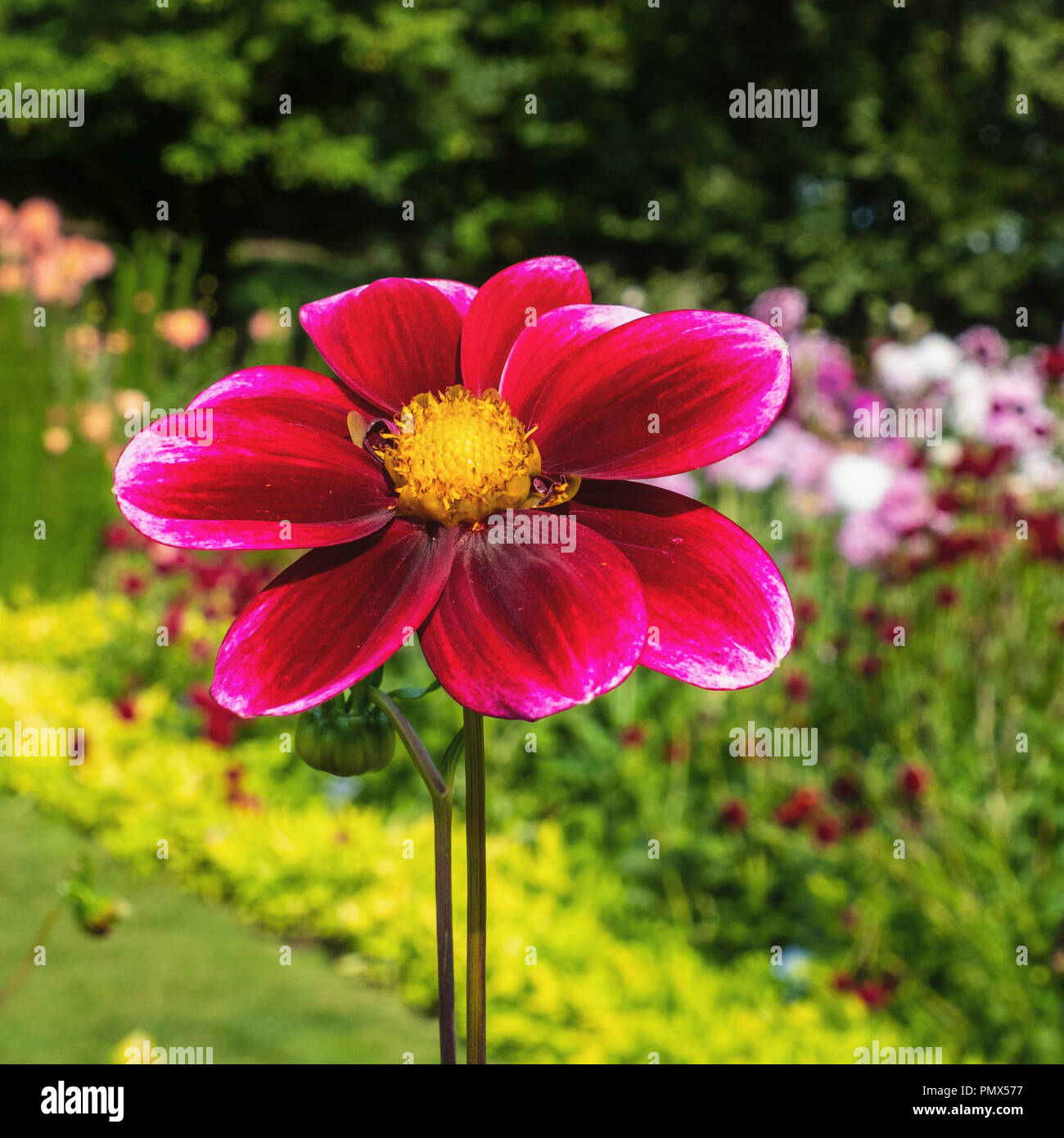 Berlin, Neukölln, Britzer Garten jährliche Dahlie Blume zeigen