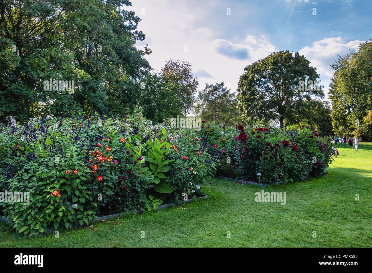 Berlin, Neukölln, Britzer Garten jährliche Dahlie Blume zeigen