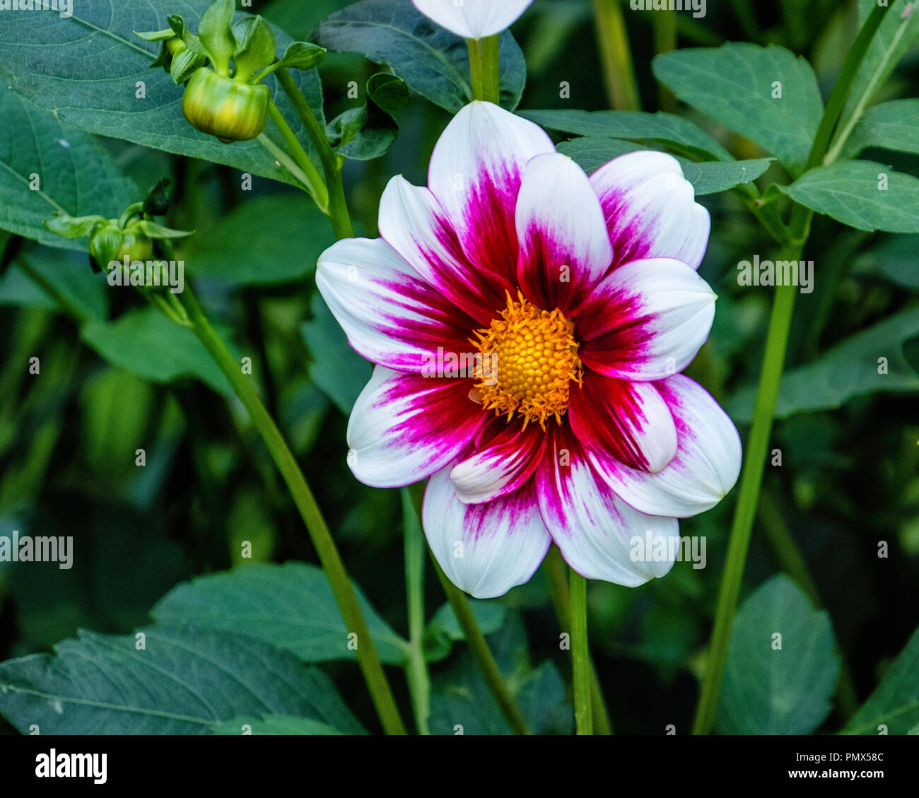 Berlin, Neukölln, Britzer Garten jährliche Dahlie Blume zeigen, Dahlienfeuer, Display. Rote und Weiße Dahlie Blüte cultivar, Single Dahlie Vielliebchen Stockfoto