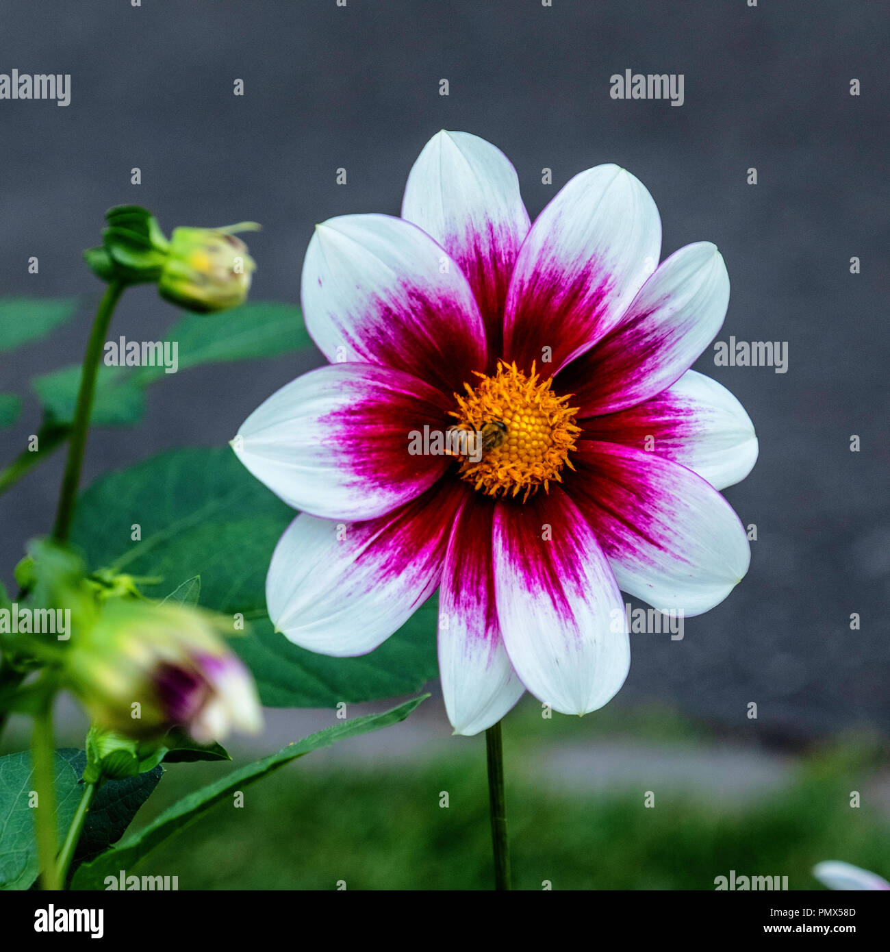 Berlin, Neukölln, Britzer Garten jährliche Dahlie Blume zeigen, Dahlienfeuer, Display. Rote und Weiße Dahlie Blüte cultivar, Single Dahlie Vielliebchen Stockfoto