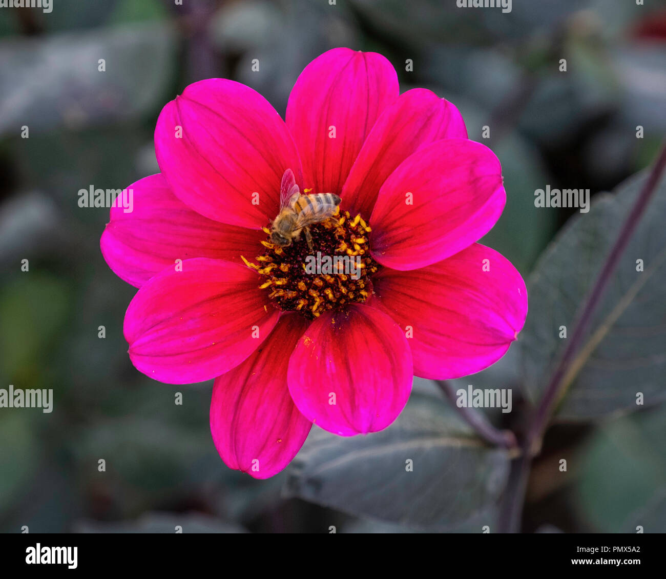 Berlin, Neukölln, Britzer Garten jährliche Dahlie Blume zeigen, Dahlienfeuer, Single rosa Dahlie Blume & Honey Bee Stockfoto