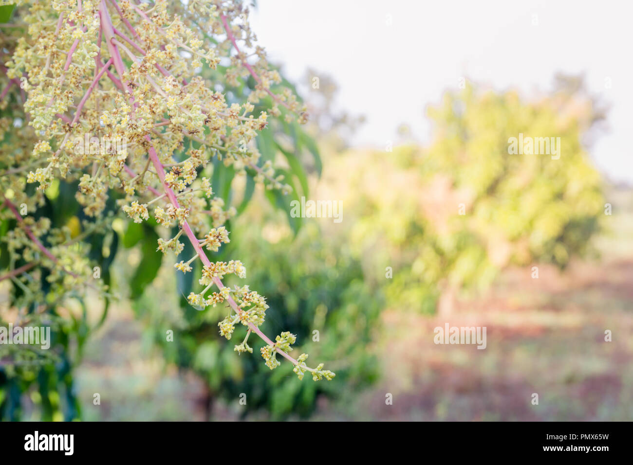 Nahaufnahme einer blühenden Landwirtschaft mangohain. Stockfoto