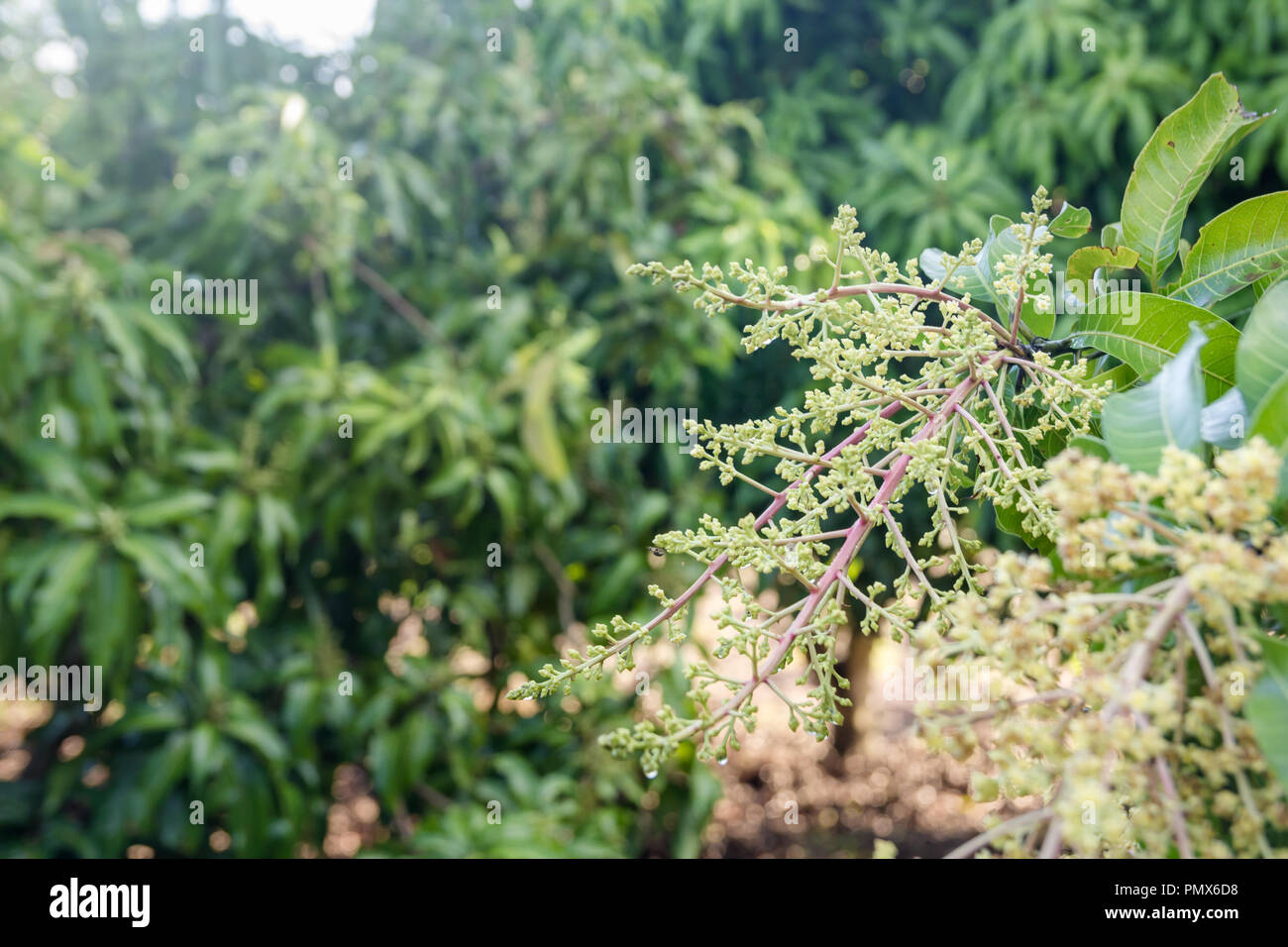 Nahaufnahme einer blühenden Landwirtschaft mangohain. Stockfoto