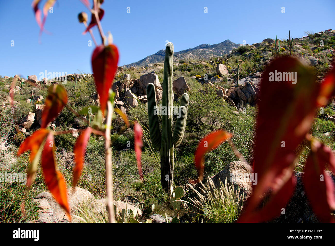 Temperaturen warm an einem Herbsttag in den Ausläufern des Santa Catalina Mountains bleiben, Sonoran Wüste Coronado National Forest, Catalina, Arizona Stockfoto