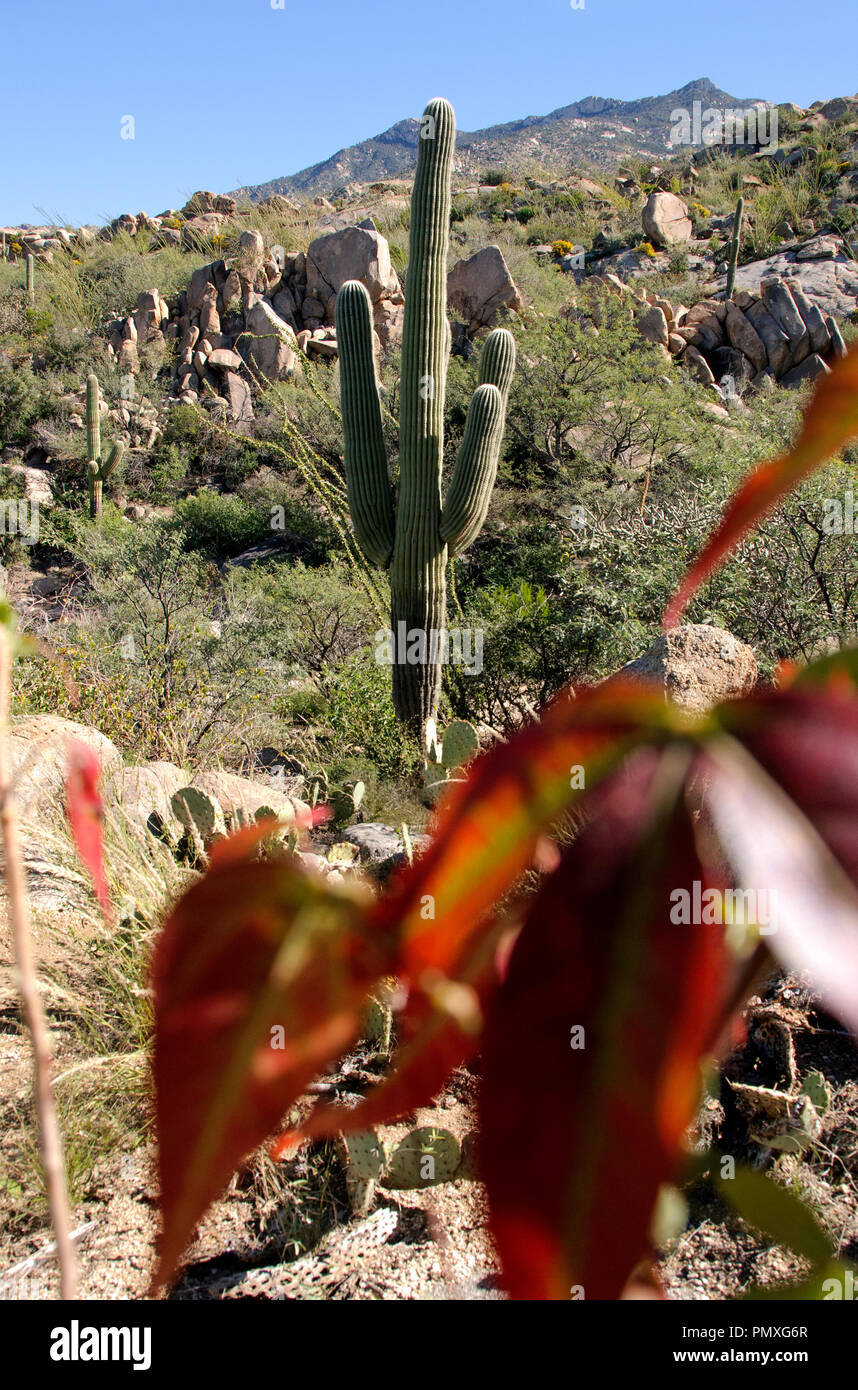 Temperaturen warm an einem Herbsttag in den Ausläufern des Santa Catalina Mountains bleiben, Sonoran Wüste Coronado National Forest, Catalina, Arizona Stockfoto