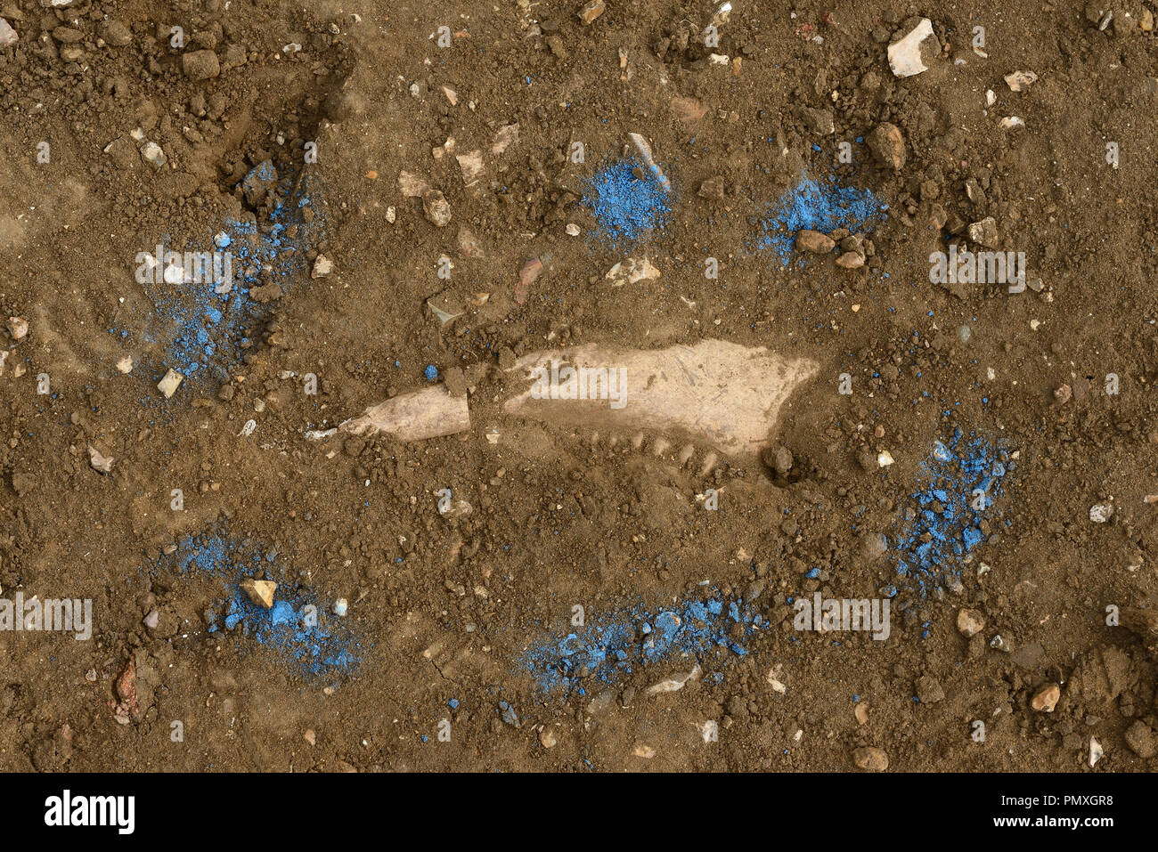 Archäologische Ausgrabung eines tierischen Knochen an einem Standort der römischen Besatzung im Watton Norfolk UK Stockfoto