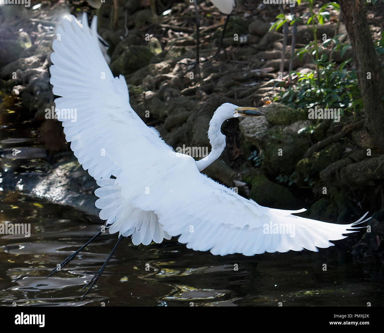 Silberreiher Vogel fliegen mit seinen Flügeln, die sich über das Wasser in der Umgebung. Stretching Flügeln. Span Flügeln. Stockfoto