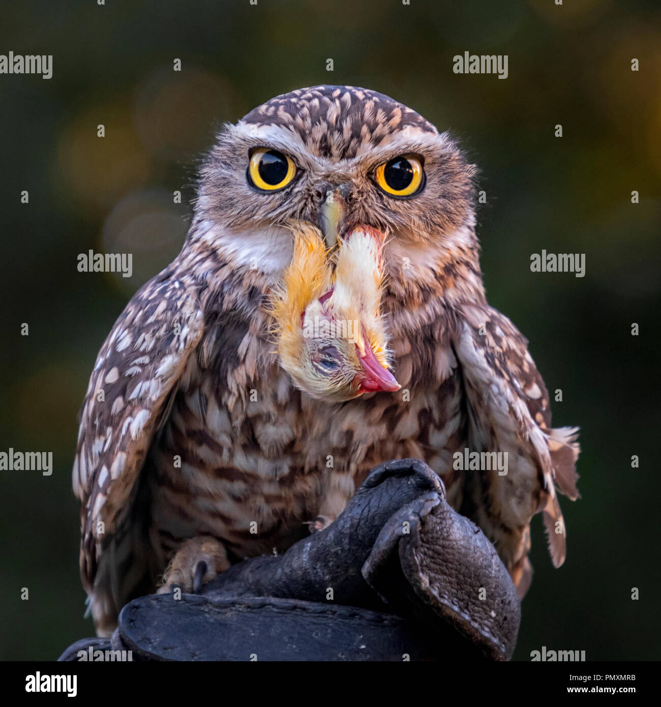 Grabende Eule, {Athene cunicularia} thront auf Handler Handschuh mit Huhn Kopf im Schnabel Stockfoto